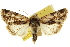  ( - CCDB-20803-B12)  @11 [ ] CreativeCommons - Attribution (2013) CBG Photography Group Centre for Biodiversity Genomics