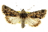  ( - CCDB-20803-C01)  @11 [ ] CreativeCommons - Attribution (2013) CBG Photography Group Centre for Biodiversity Genomics