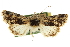  ( - CCDB-20803-C02)  @11 [ ] CreativeCommons - Attribution (2013) CBG Photography Group Centre for Biodiversity Genomics