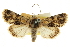  ( - CCDB-20803-C03)  @11 [ ] CreativeCommons - Attribution (2013) CBG Photography Group Centre for Biodiversity Genomics