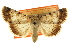  ( - CCDB-20803-D03)  @11 [ ] CreativeCommons - Attribution (2013) CBG Photography Group Centre for Biodiversity Genomics