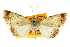  ( - CCDB-20803-D04)  @11 [ ] CreativeCommons - Attribution (2013) CBG Photography Group Centre for Biodiversity Genomics