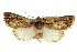  ( - CCDB-20803-D11)  @12 [ ] CreativeCommons - Attribution (2013) CBG Photography Group Centre for Biodiversity Genomics