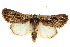  ( - CCDB-20803-D12)  @11 [ ] CreativeCommons - Attribution (2013) CBG Photography Group Centre for Biodiversity Genomics