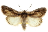  ( - CCDB-20803-E01)  @11 [ ] CreativeCommons - Attribution (2013) CBG Photography Group Centre for Biodiversity Genomics