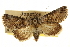  ( - CCDB-20803-E10)  @11 [ ] CreativeCommons - Attribution (2013) CBG Photography Group Centre for Biodiversity Genomics