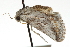  ( - CCDB-20803-G08)  @12 [ ] CreativeCommons - Attribution (2013) CBG Photography Group Centre for Biodiversity Genomics
