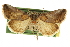  ( - CCDB-20803-H01)  @11 [ ] CreativeCommons - Attribution (2013) CBG Photography Group Centre for Biodiversity Genomics