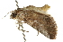  ( - CCDB-20803-H11)  @11 [ ] CreativeCommons - Attribution (2013) CBG Photography Group Centre for Biodiversity Genomics