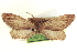  (Glaucina epiphysaria - CCDB-20804-D02)  @11 [ ] CreativeCommons - Attribution (2013) CBG Photography Group Centre for Biodiversity Genomics