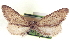  ( - CCDB-20804-D03)  @11 [ ] CreativeCommons - Attribution (2013) CBG Photography Group Centre for Biodiversity Genomics