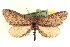  ( - CCDB-20804-D04)  @11 [ ] CreativeCommons - Attribution (2013) CBG Photography Group Centre for Biodiversity Genomics