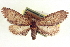  ( - CCDB-20804-D05)  @11 [ ] CreativeCommons - Attribution (2013) CBG Photography Group Centre for Biodiversity Genomics