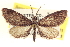  ( - CCDB-20804-D11)  @11 [ ] CreativeCommons - Attribution (2013) CBG Photography Group Centre for Biodiversity Genomics