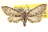  (Glaucina elongata - CCDB-20804-E02)  @14 [ ] CreativeCommons - Attribution (2013) CBG Photography Group Centre for Biodiversity Genomics