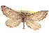  ( - CCDB-20804-F10)  @11 [ ] CreativeCommons - Attribution (2013) CBG Photography Group Centre for Biodiversity Genomics