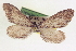  ( - CCDB-20804-F12)  @13 [ ] CreativeCommons - Attribution (2013) CBG Photography Group Centre for Biodiversity Genomics