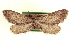  ( - CCDB-20804-G01)  @11 [ ] CreativeCommons - Attribution (2013) CBG Photography Group Centre for Biodiversity Genomics
