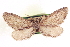  ( - CCDB-20804-G02)  @11 [ ] CreativeCommons - Attribution (2013) CBG Photography Group Centre for Biodiversity Genomics
