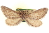  (Glaucina infumataria - CCDB-20804-G03)  @11 [ ] CreativeCommons - Attribution (2013) CBG Photography Group Centre for Biodiversity Genomics