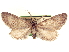  ( - CCDB-20804-H05)  @11 [ ] CreativeCommons - Attribution (2013) CBG Photography Group Centre for Biodiversity Genomics