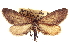  (Glaucina mayelisaria - CCDB-20804-H06)  @15 [ ] CreativeCommons - Attribution (2013) CBG Photography Group Centre for Biodiversity Genomics
