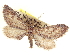  ( - CCDB-20804-H08)  @11 [ ] CreativeCommons - Attribution (2013) CBG Photography Group Centre for Biodiversity Genomics