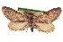  (Glaucina nota - CCDB-20804-H09)  @11 [ ] CreativeCommons - Attribution (2013) CBG Photography Group Centre for Biodiversity Genomics