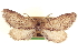  ( - CCDB-20804-H10)  @11 [ ] CreativeCommons - Attribution (2013) CBG Photography Group Centre for Biodiversity Genomics