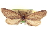  ( - CCDB-20804-H11)  @11 [ ] CreativeCommons - Attribution (2013) CBG Photography Group Centre for Biodiversity Genomics