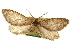  ( - CCDB-20805-A05)  @11 [ ] CreativeCommons - Attribution (2013) CBG Photography Group Centre for Biodiversity Genomics
