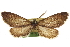  (Glaucina ignavaria - CCDB-20805-A06)  @11 [ ] CreativeCommons - Attribution (2013) CBG Photography Group Centre for Biodiversity Genomics