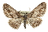  (Stenoporpia graciella - CCDB-20805-B04)  @15 [ ] CreativeCommons - Attribution (2013) CBG Photography Group Centre for Biodiversity Genomics
