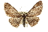  ( - CCDB-20805-B12)  @14 [ ] CreativeCommons - Attribution (2013) CBG Photography Group Centre for Biodiversity Genomics