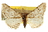  ( - CCDB-20805-F03)  @11 [ ] CreativeCommons - Attribution (2013) CBG Photography Group Centre for Biodiversity Genomics
