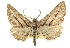  ( - CCDB-20805-H07)  @14 [ ] CreativeCommons - Attribution (2013) CBG Photography Group Centre for Biodiversity Genomics