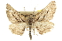  ( - CCDB-20805-H08)  @14 [ ] CreativeCommons - Attribution (2013) CBG Photography Group Centre for Biodiversity Genomics