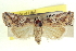  ( - CCDB-20806-A03)  @11 [ ] CreativeCommons - Attribution (2013) CBG Photography Group Centre for Biodiversity Genomics