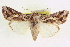  ( - CCDB-20806-B06)  @11 [ ] CreativeCommons - Attribution (2013) CBG Photography Group Centre for Biodiversity Genomics