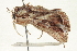  ( - CCDB-20806-B08)  @11 [ ] CreativeCommons - Attribution (2013) CBG Photography Group Centre for Biodiversity Genomics