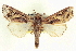  (Spodoptera pulchella - CCDB-20806-B09)  @15 [ ] CreativeCommons - Attribution (2013) CBG Photography Group Centre for Biodiversity Genomics
