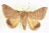  (Achaea ablunaris - CCDB-20806-D09)  @14 [ ] CreativeCommons - Attribution (2013) CBG Photography Group Centre for Biodiversity Genomics