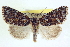 ( - CCDB-20806-E05)  @13 [ ] CreativeCommons - Attribution (2013) CBG Photography Group Centre for Biodiversity Genomics