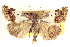  ( - CCDB-20806-H03)  @11 [ ] CreativeCommons - Attribution (2013) CBG Photography Group Centre for Biodiversity Genomics