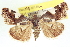 ( - CCDB-20806-H05)  @11 [ ] CreativeCommons - Attribution (2013) CBG Photography Group Centre for Biodiversity Genomics
