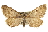  (Hulstina exhumata - CCDB-20807-A09)  @15 [ ] CreativeCommons - Attribution (2013) CBG Photography Group Centre for Biodiversity Genomics