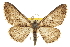  ( - CCDB-20807-C08)  @15 [ ] CreativeCommons - Attribution (2013) CBG Photography Group Centre for Biodiversity Genomics