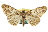  ( - CCDB-20807-C12)  @13 [ ] CreativeCommons - Attribution (2013) CBG Photography Group Centre for Biodiversity Genomics