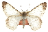  ( - CCDB-20807-D02)  @11 [ ] CreativeCommons - Attribution (2013) CBG Photography Group Centre for Biodiversity Genomics