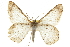  ( - CCDB-20807-D03)  @13 [ ] CreativeCommons - Attribution (2013) CBG Photography Group Centre for Biodiversity Genomics